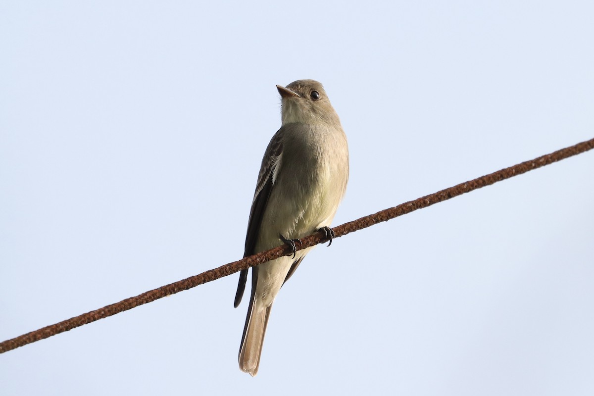 Western Wood-Pewee - ML635274963