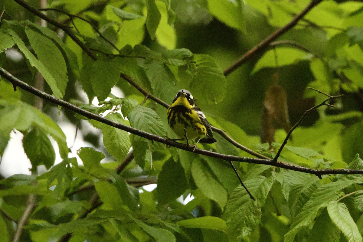 magnoliaparula - ML635275049