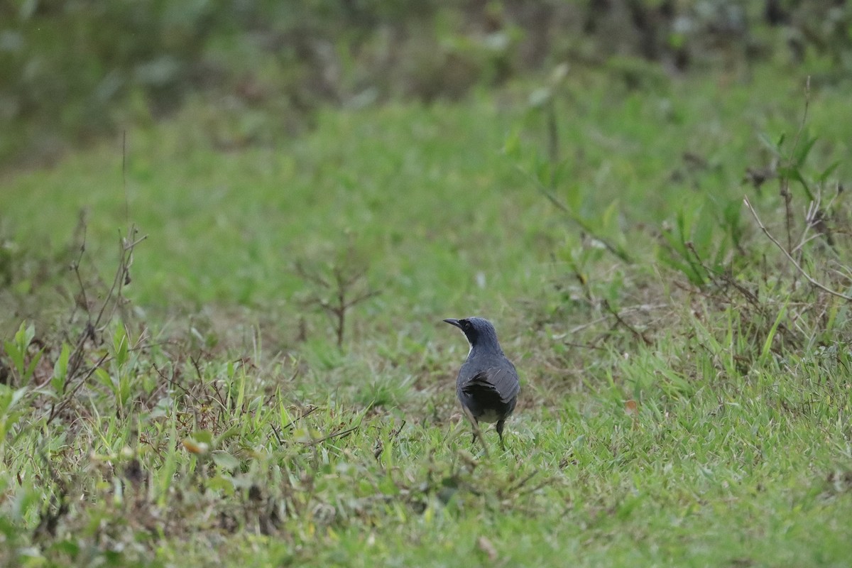 Blue-and-white Mockingbird - ML635275089