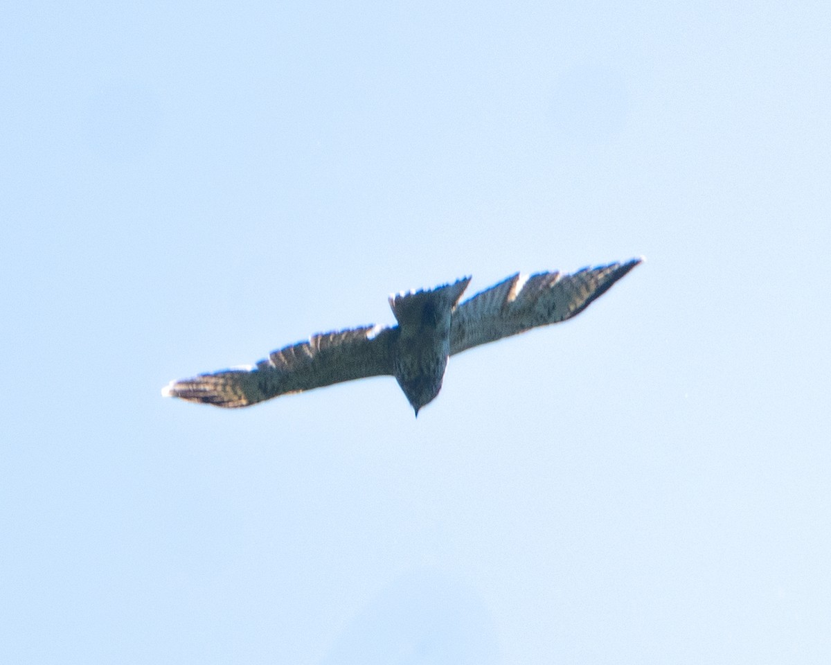 Red-shouldered Hawk - ML635275092