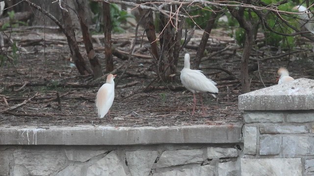 White Ibis - ML635275107