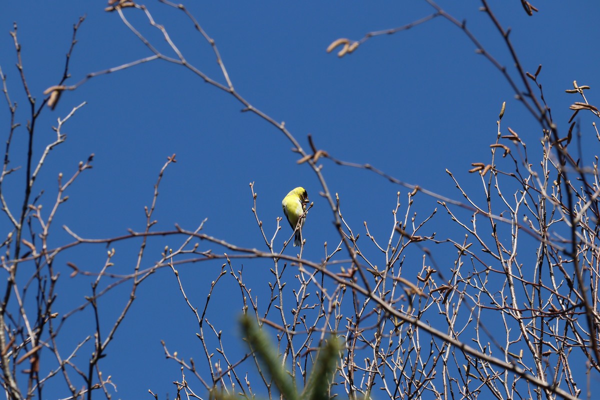 American Goldfinch - ML635275128