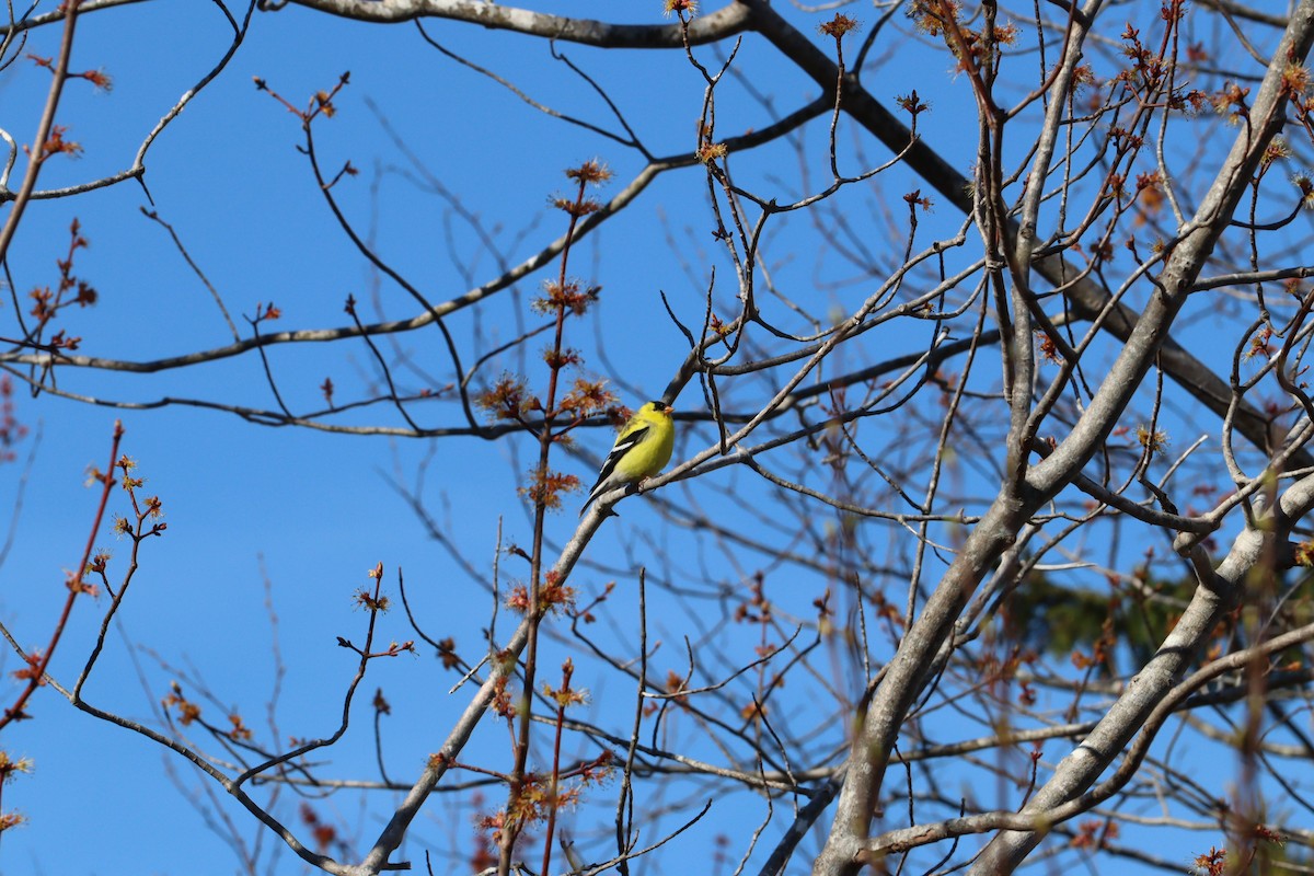 American Goldfinch - ML635275129