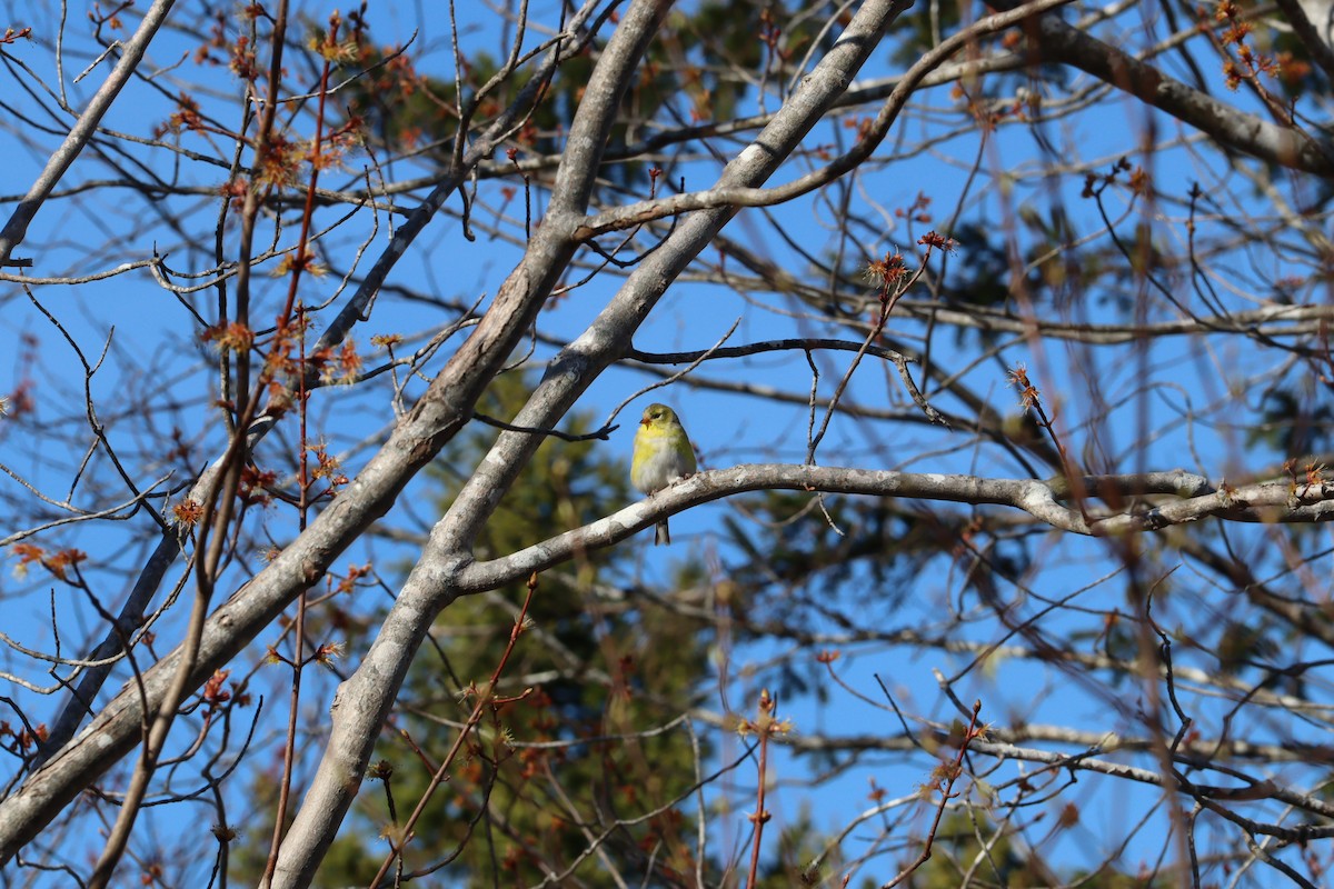 American Goldfinch - ML635275130