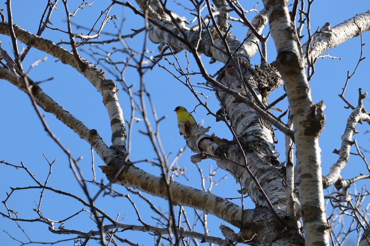 American Goldfinch - ML635275132