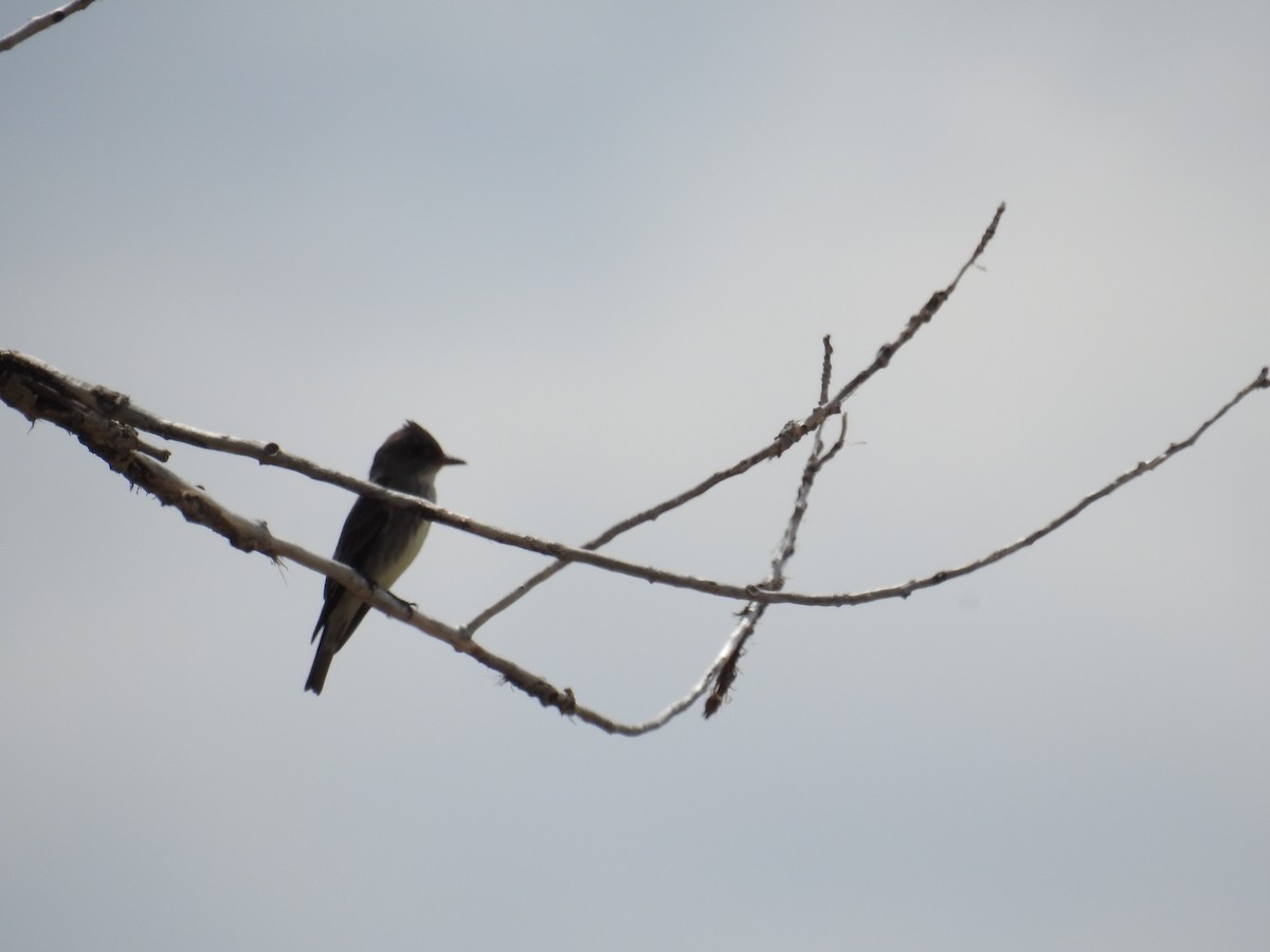 Olive-sided Flycatcher - ML635275175