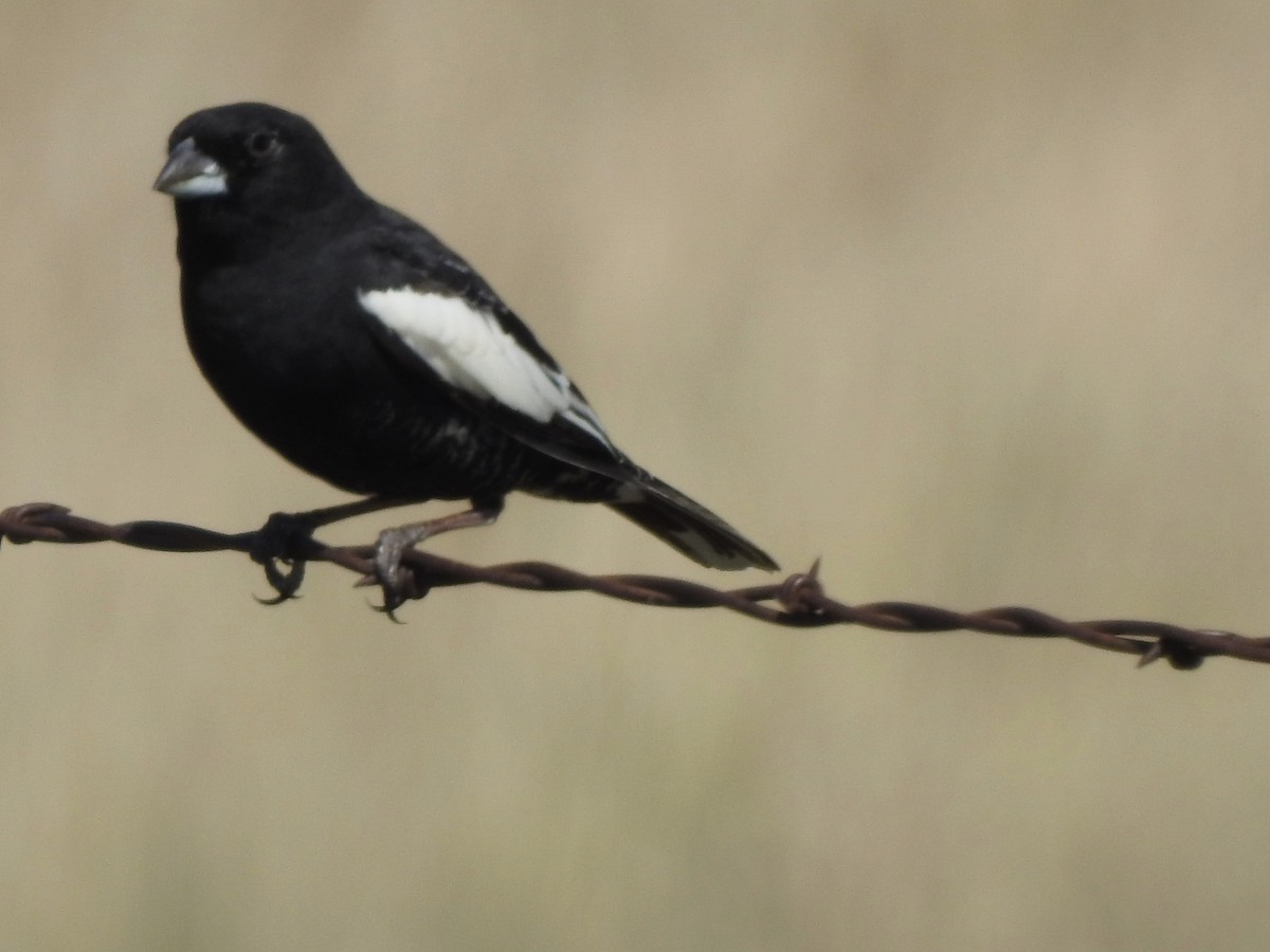 Lark Bunting - ML635275239