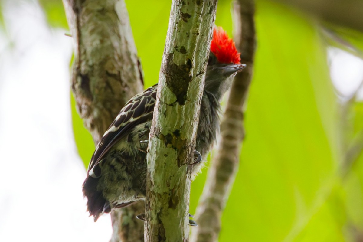 Gray-and-buff Woodpecker - ML635275242