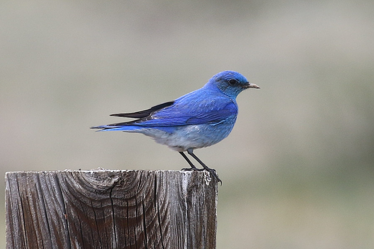 Mountain Bluebird - ML635275293