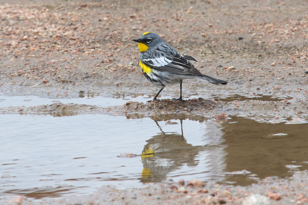 סבכון הכתר - ML635275297