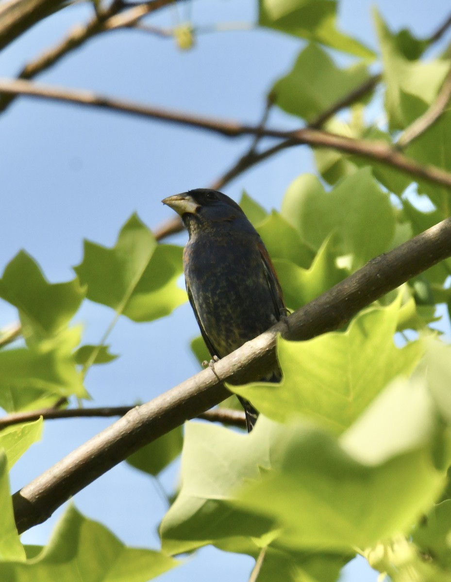 Blue Grosbeak - ML635275339