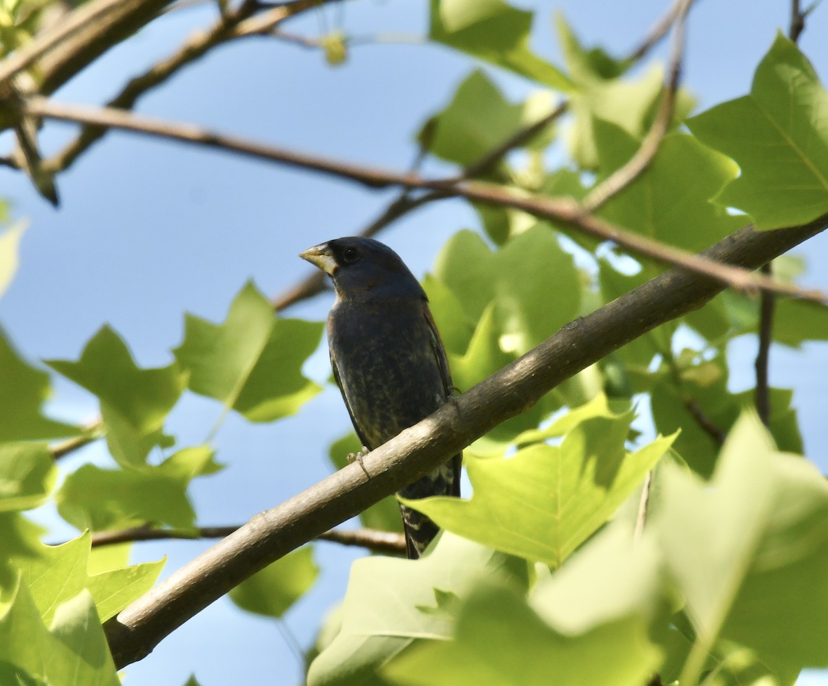 Blue Grosbeak - ML635275340