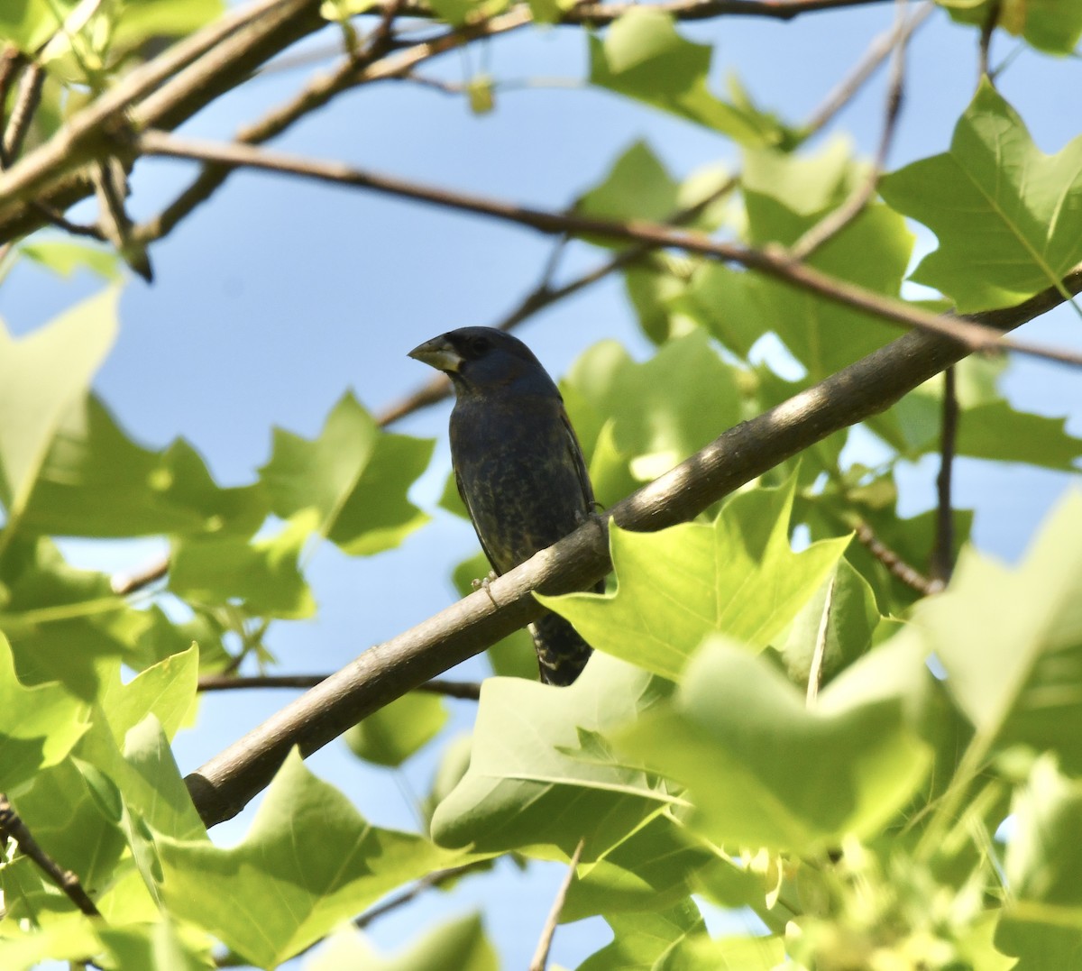 Blue Grosbeak - ML635275341
