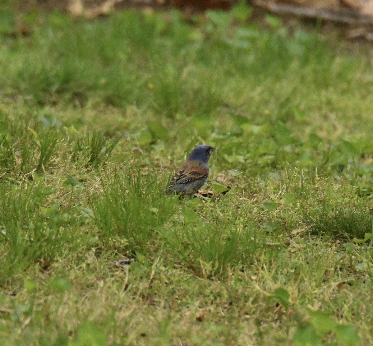 Blue Grosbeak - ML635275342
