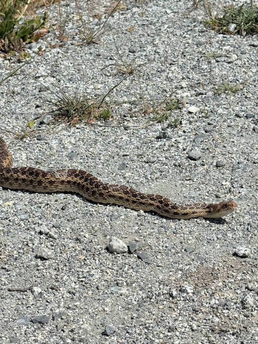 Gopher Snake - ML635275404