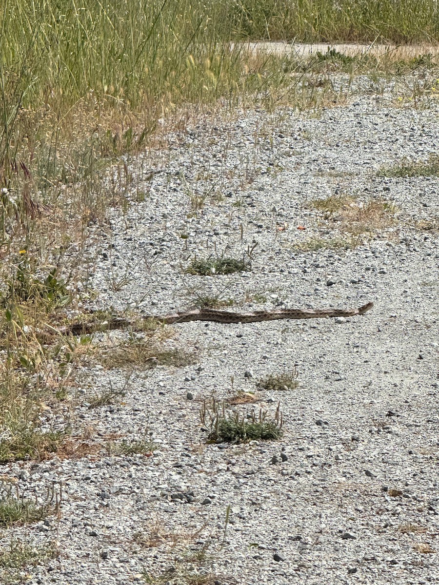 Gopher Snake - ML635275405