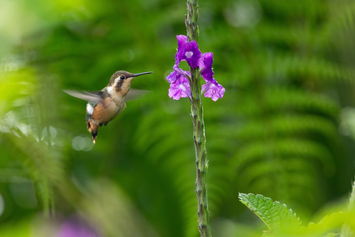 Colibri bourdon - ML635275424