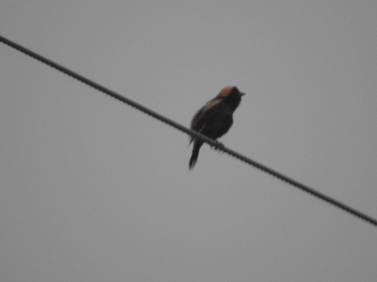 Bobolink - ML635275425