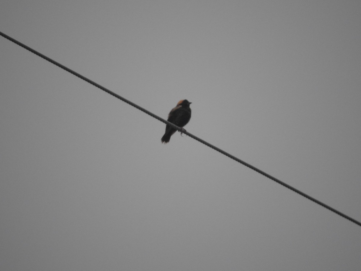 Bobolink - ML635275426