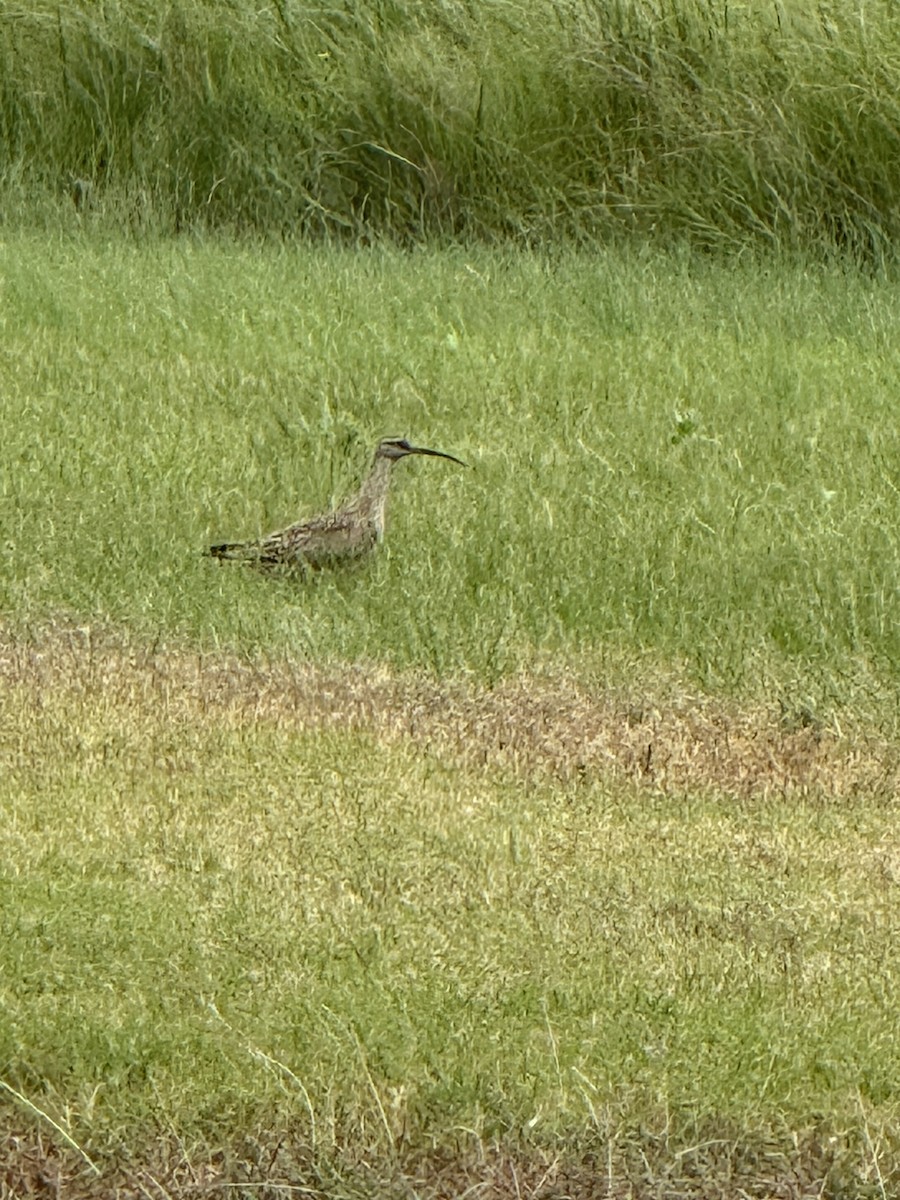 Whimbrel - ML635275435