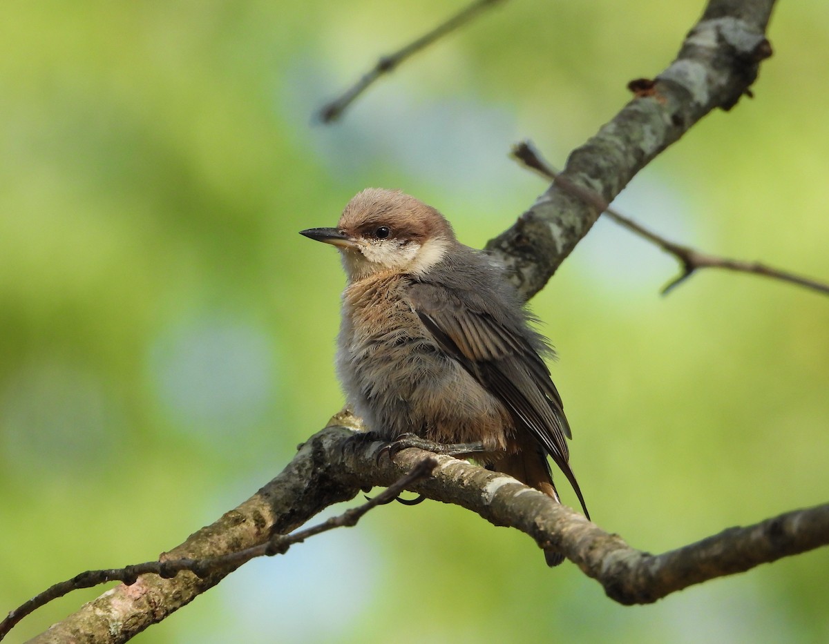 Brown-headed Nuthatch - ML635275569