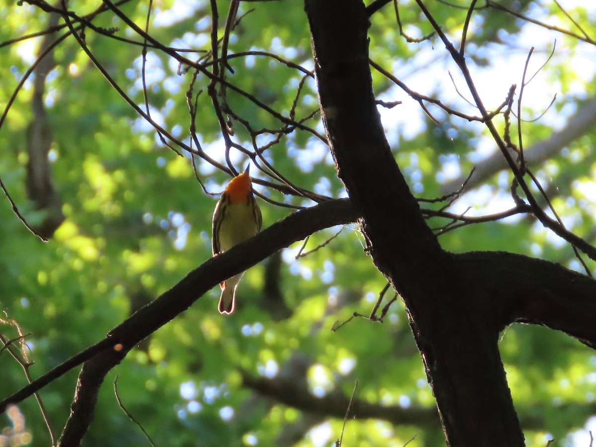 Blackburnian Warbler - ML635275594