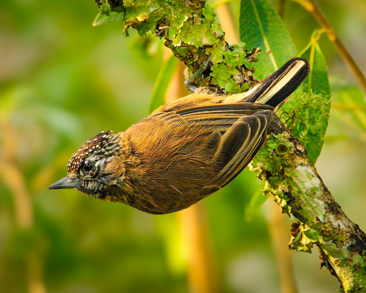 Mottled Piculet - ML635275648