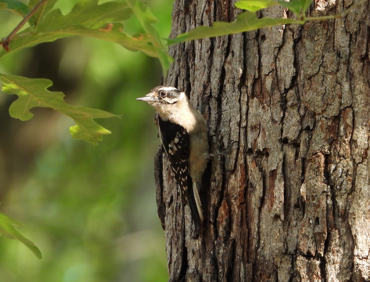 Downy Woodpecker - ML635275693