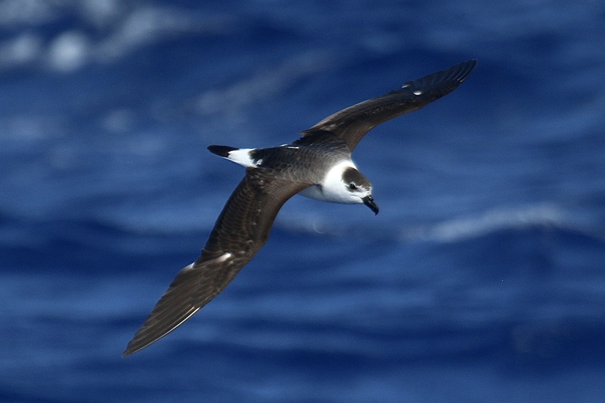 Black-capped Petrel - ML635275709