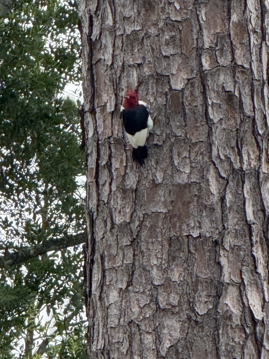 Red-headed Woodpecker - ML635275775