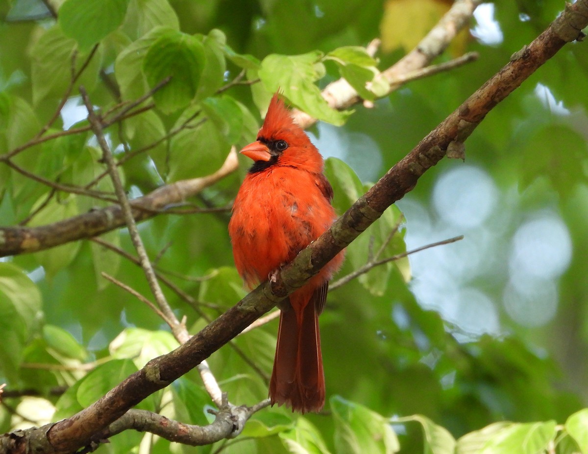 Northern Cardinal - ML635275782