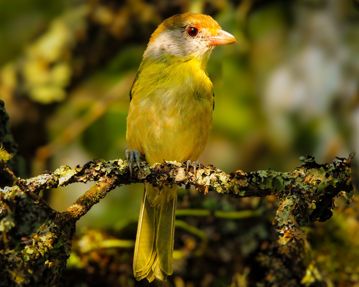 Rufous-browed Peppershrike - ML635275784