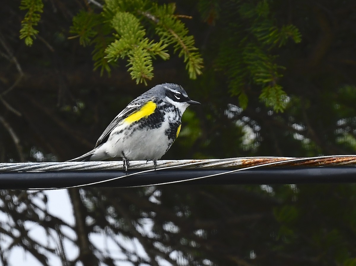 Yellow-rumped Warbler - ML635275786