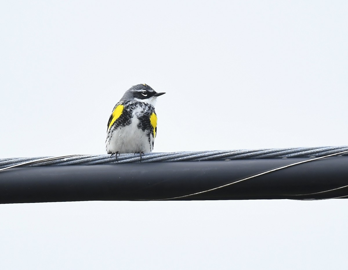 Yellow-rumped Warbler - ML635275787
