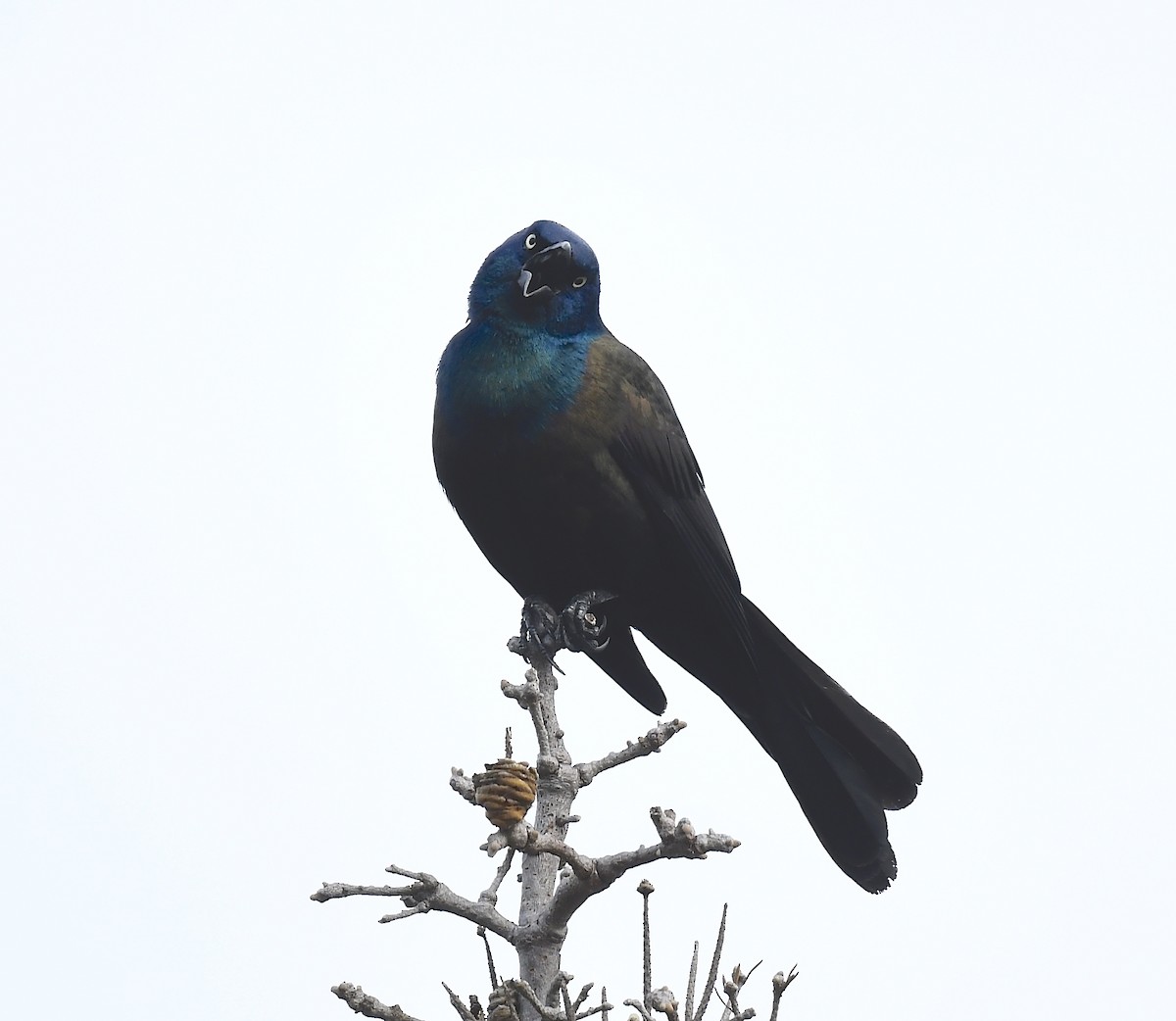 Common Grackle - ML635275809