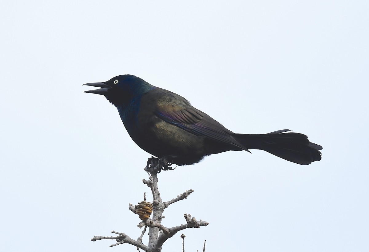 Common Grackle - ML635275810