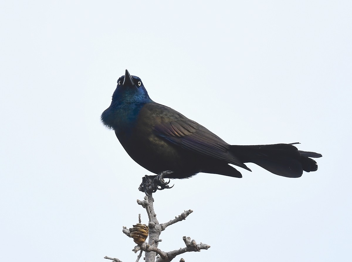 Common Grackle - ML635275811