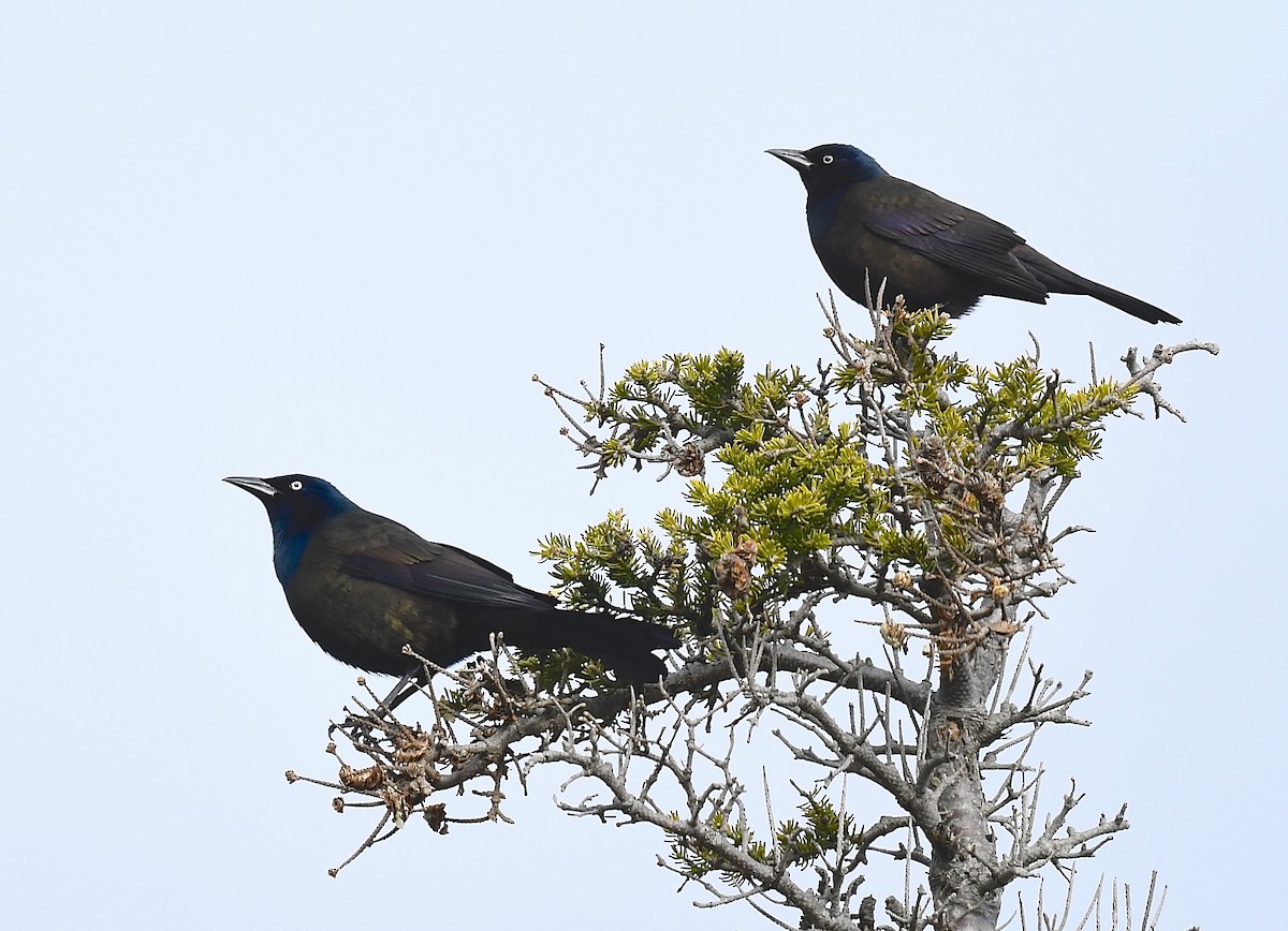 Common Grackle - ML635275814