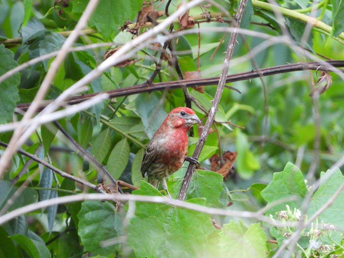 House Finch - ML635275902