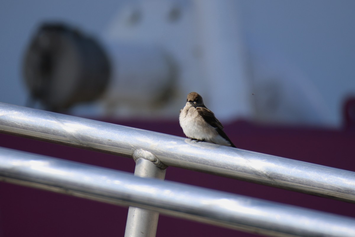 vlaštovka šedohnědá - ML635275989