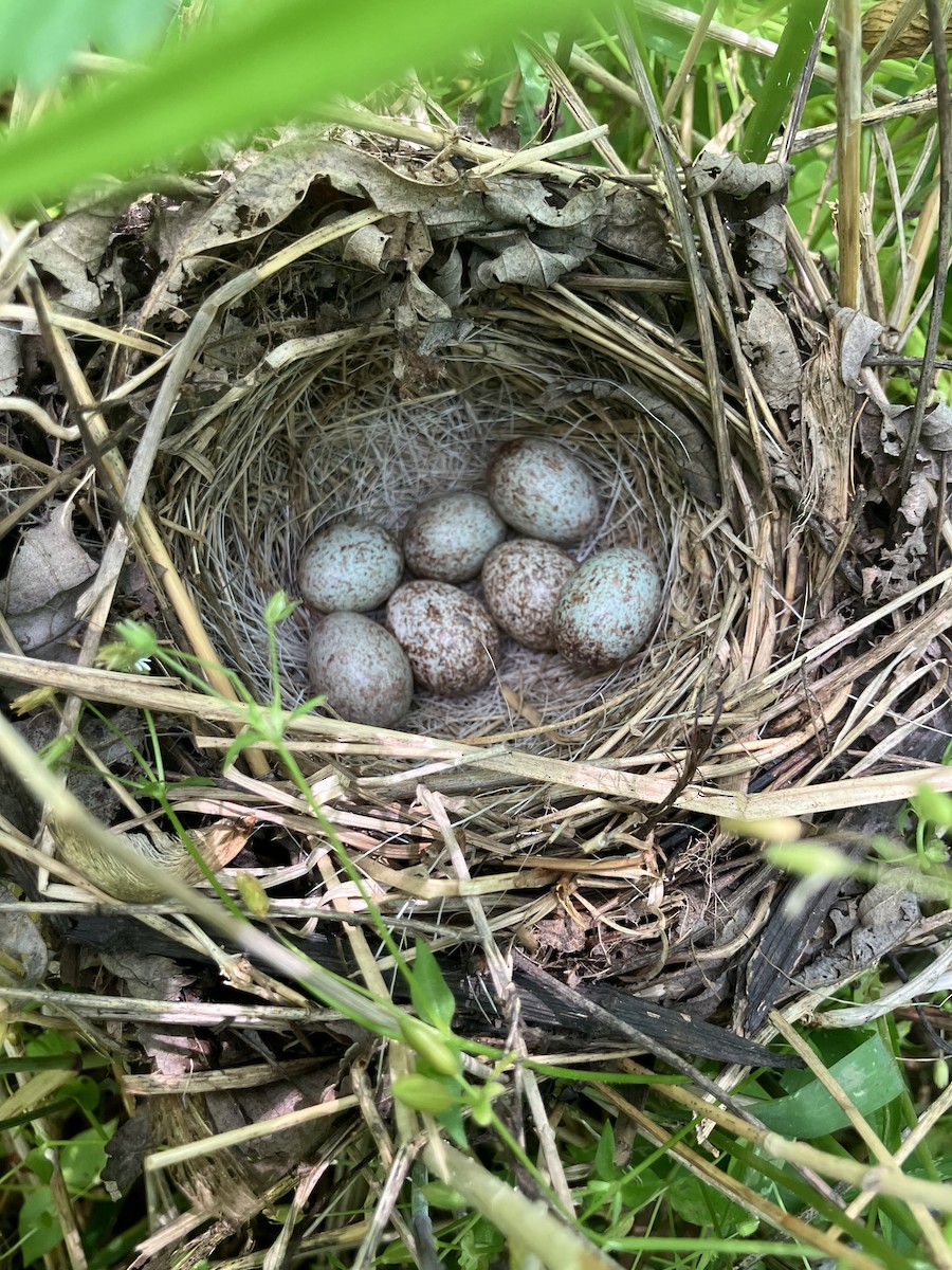 Animals - ML635276002