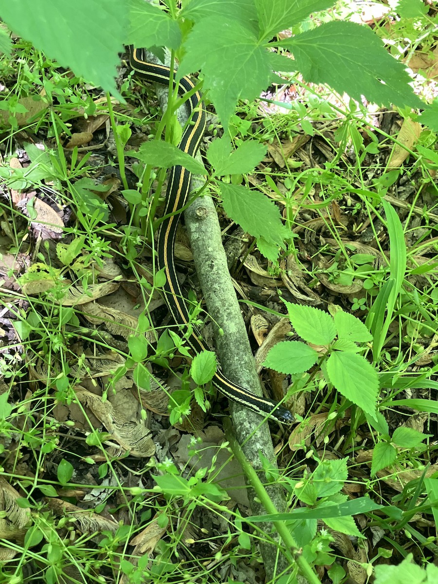 Animals - ML635276004