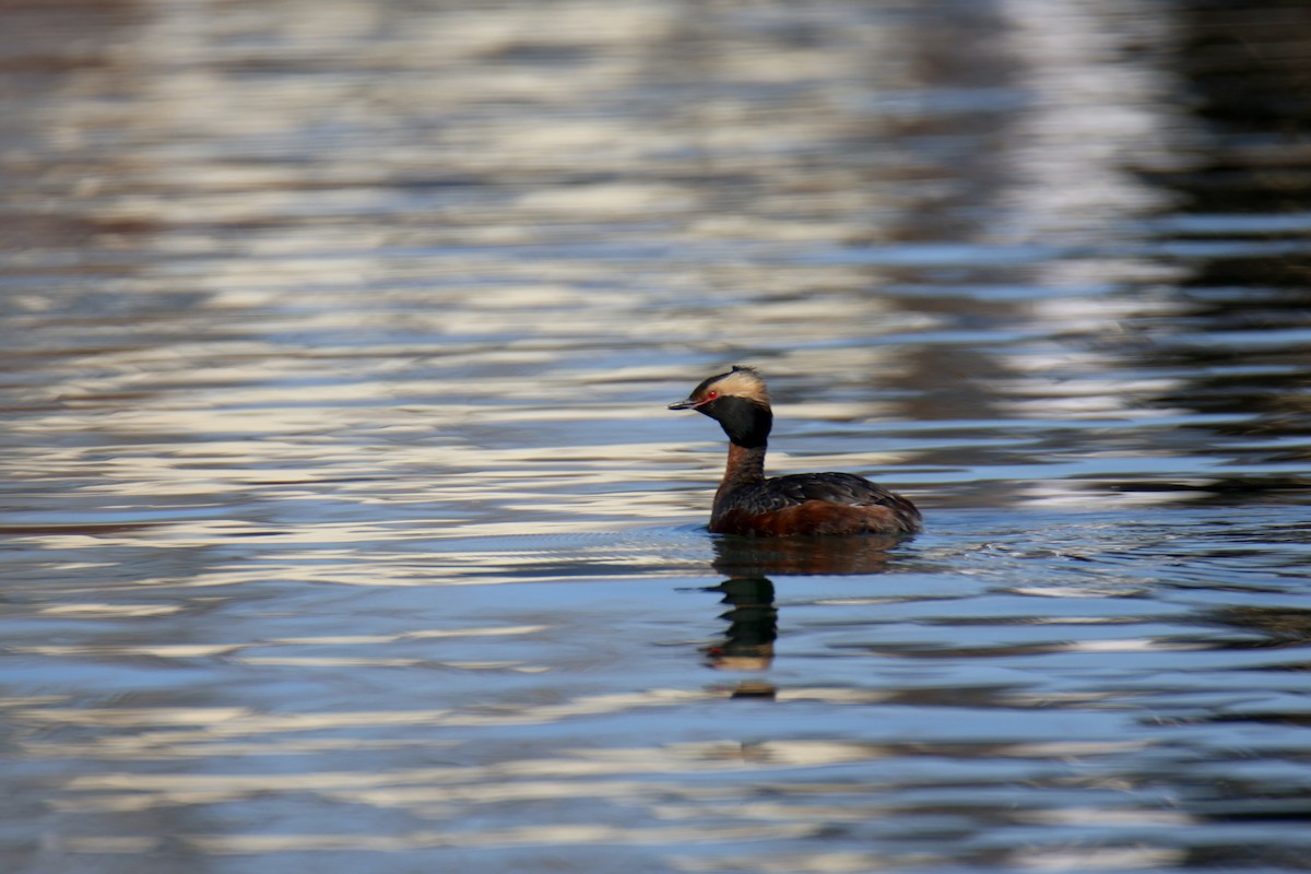 potápka žlutorohá - ML635276012