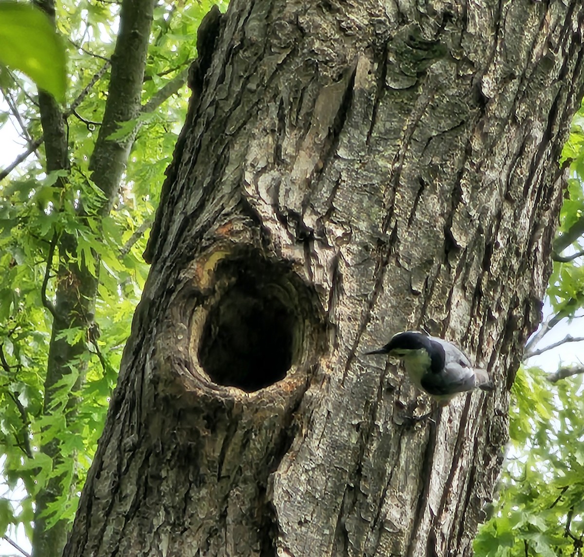 White-breasted Nuthatch (Eastern) - ML635276120
