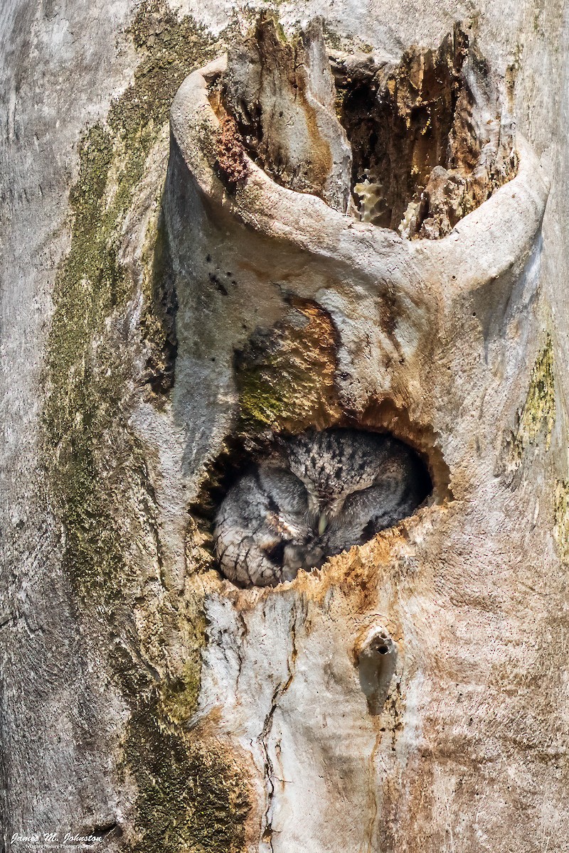 Eastern Screech-Owl - James Johnston