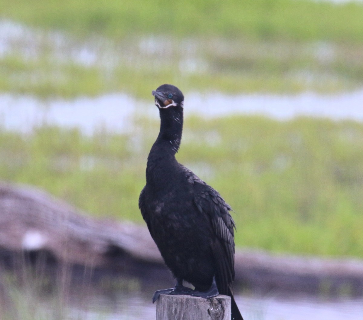 Cormoran vigua - ML635276135