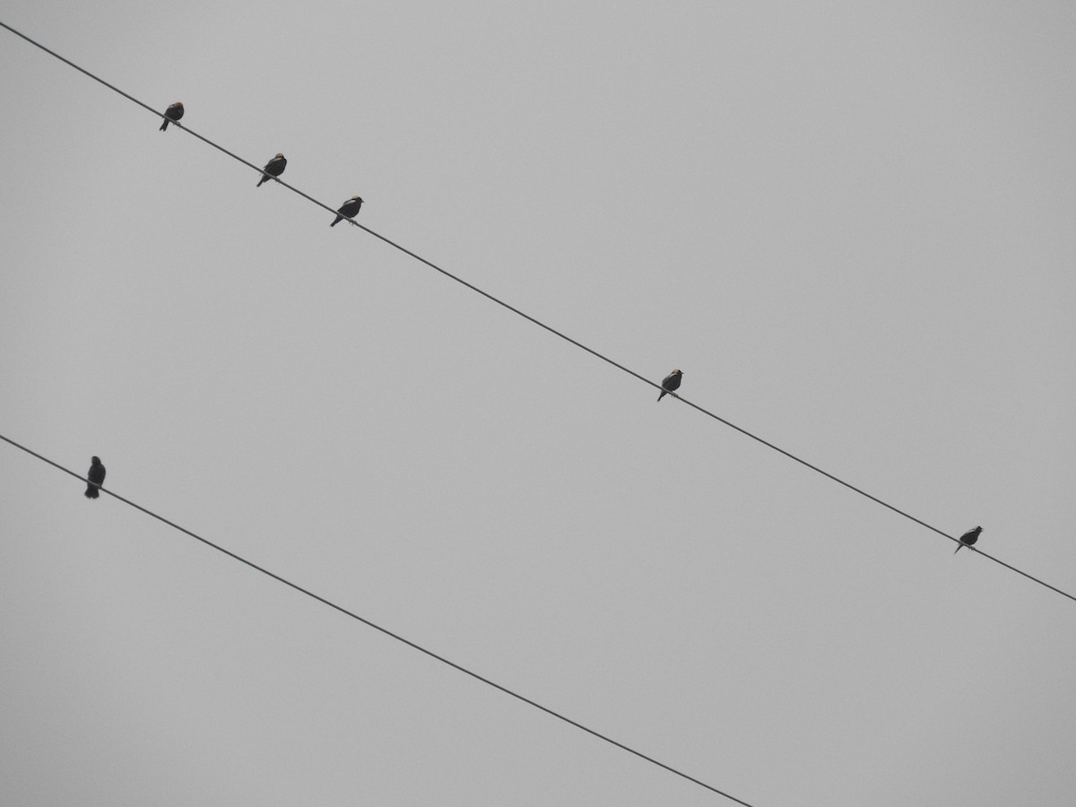 Bobolink - ML635276326