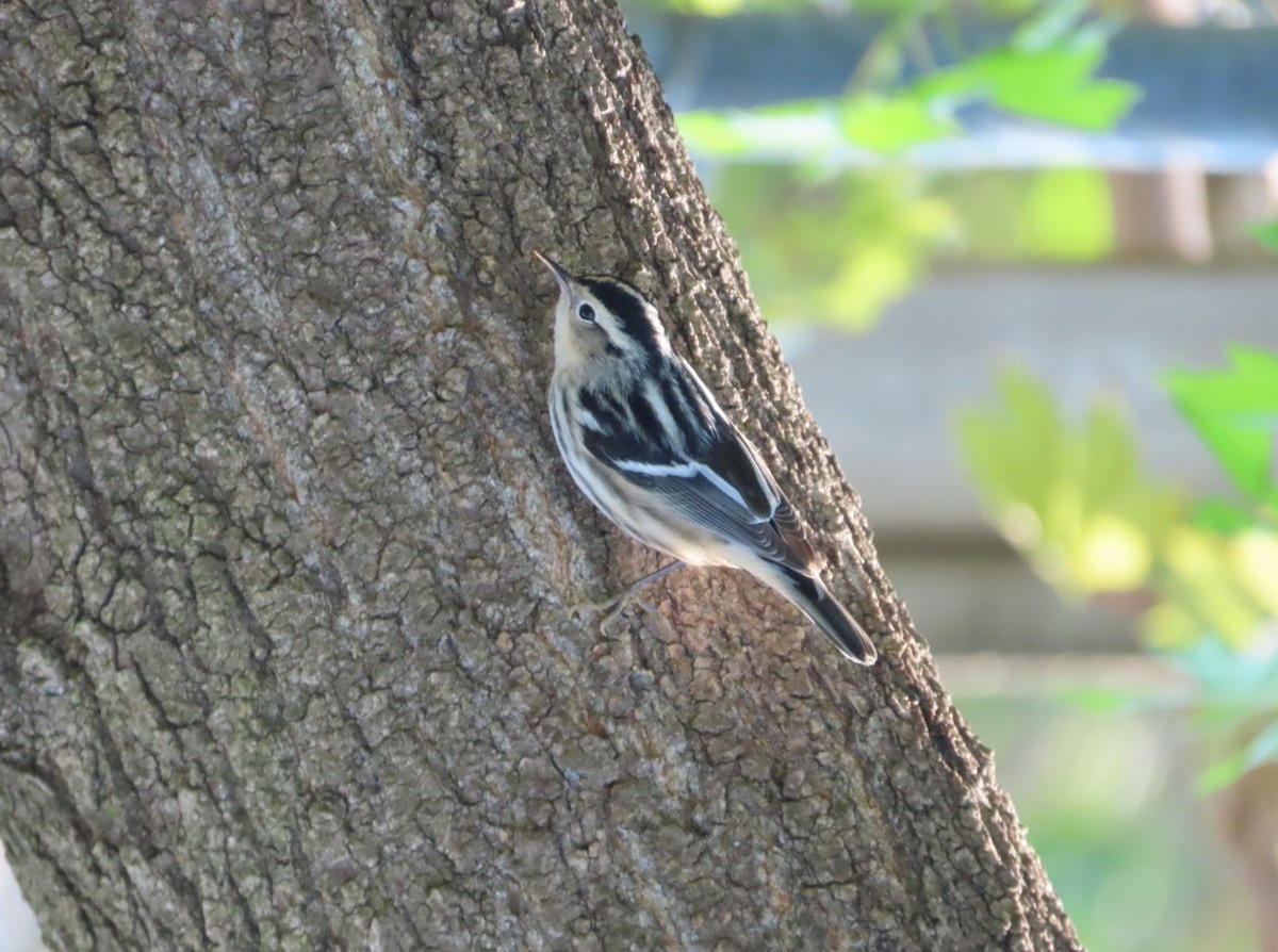 Black-and-white Warbler - ML635276466