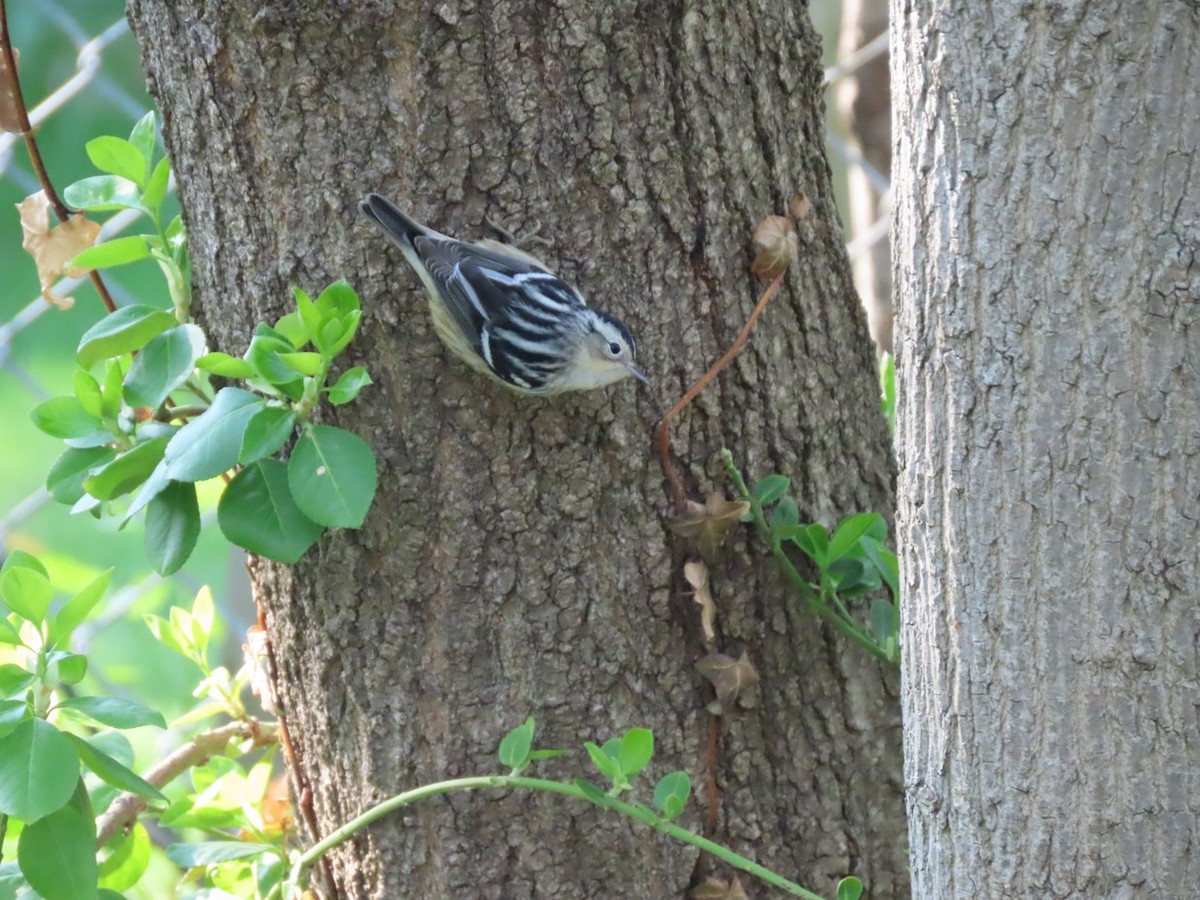 Black-and-white Warbler - ML635276467