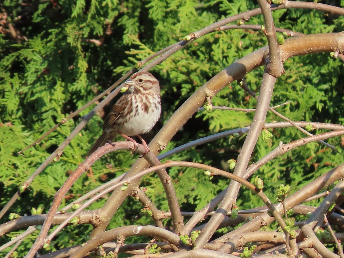 Song Sparrow - ML635276477